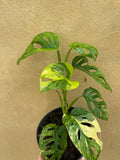 variegated monstera adansonii aurea parijatplant