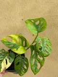 variegated monstera adansonii aurea parijatplant