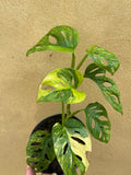 variegated monstera adansonii aurea parijatplant