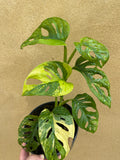 variegated monstera adansonii aurea parijatplant