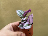 Tradescantia Nanouk in a tiny 5cm pot - potted plant - Tradescantia Nanouk - Parijat Plant 