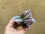 Tradescantia Nanouk in a tiny 5cm pot - potted plant - Tradescantia Nanouk - Parijat Plant 