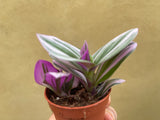 Tradescantia Nanouk in a tiny 5cm pot - potted plant - Tradescantia Nanouk - Parijat Plant 
