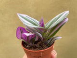 Tradescantia Nanouk in a tiny 5cm pot - potted plant - Tradescantia Nanouk - Parijat Plant 