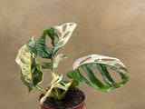 heavily variegated monstera adansonii plant -exact plant shown in the picture - monstera Archipelago - Parijat Plant 