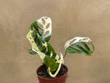 heavily variegated monstera adansonii plant -exact plant shown in the picture - monstera Archipelago - Parijat Plant 