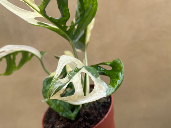 heavily variegated monstera adansonii plant -exact plant shown in the picture - monstera Archipelago - Parijat Plant 