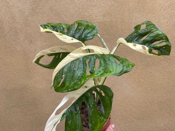 Variegated Monstera Adansonii plant 1 leaf cutting small aerial root -This cutting selected randomly from the plant shown in the picture - Parijat Plant 