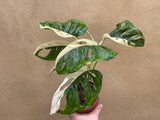 Variegated Monstera Adansonii plant 1 leaf cutting small aerial root -This cutting selected randomly from the plant shown in the picture - Parijat Plant 