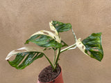 Variegated Monstera Adansonii plant 1 leaf cutting small aerial root -This cutting selected randomly from the plant shown in the picture - Parijat Plant 