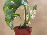 variegated monstera adansonii plant - stunning half moon variegation - 5 leaf plant - monstera Archipelago - Parijat Plant 