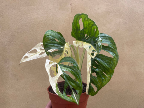 monstera adansonii archipelago for sale variegated monstera adansonii plant - stunning half moon variegation - 5 leaf plant