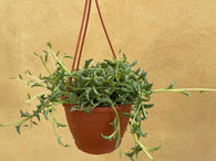 string of dolphins -Senecio Peregrinus parijatplant  