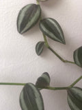 Tradescantia Zebrina exotic rooted houseplant,wandering jew plant - plant - indoor plant - houseplant - Parijat Plant 
