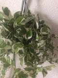 BUY 2 GET 1 Free Epipremnum Aureum ('N JOY') , NJoy live plant , - Parijat Plant 