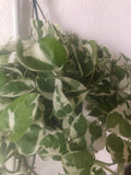 BUY 2 GET 1 Free Epipremnum Aureum ('N JOY') , NJoy live plant , - Parijat Plant 