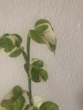 BUY 2 GET 1 Free Epipremnum Aureum ('N JOY') , NJoy live plant , - Parijat Plant 