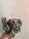 BUY 2 GET 1 FREE ! Sale Tradescantia Nanouk in a 7cm plastic pot - we deliver to uk only - Parijat Plant 