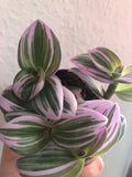 BUY 2 GET 1 FREE ! Sale Tradescantia Nanouk in a 7cm plastic pot - we deliver to uk only - Parijat Plant 