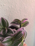 BUY 2 GET 1 FREE ! Sale Tradescantia Nanouk in a 7cm plastic pot - we deliver to uk only - Parijat Plant 