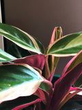 Variegated Stromanthe sanguinea 'Triostar' plant - Pet Safe Plant - Air purifying Plant - Indoor Plant - House Plant - Triostar Plant - Parijat Plant 