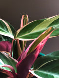 Variegated Stromanthe sanguinea 'Triostar' plant - Pet Safe Plant - Air purifying Plant - Indoor Plant - House Plant - Triostar Plant - Parijat Plant 