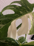 Monstera deliciosa 'Variegata'  albo 1 leaf cutting with aerial root - This cutting selected randomly from the plant shown in the picture - Parijat Plant 