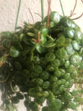 String of turtle plant- Peperomia prostrata - Trailing Plant - Rare plant 12cm hanging pot - Parijat Plant 