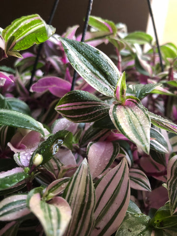 Tradescantia Tricolour plant - wandering jew plant - indoor plant - rare tradescantia plant - Parijat Plant 