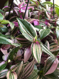 Tradescantia Tricolour plant - wandering jew plant - indoor plant - rare tradescantia plant - Parijat Plant 