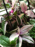 Tradescantia Tricolour plant - wandering jew plant - indoor plant - rare tradescantia plant - Parijat Plant 