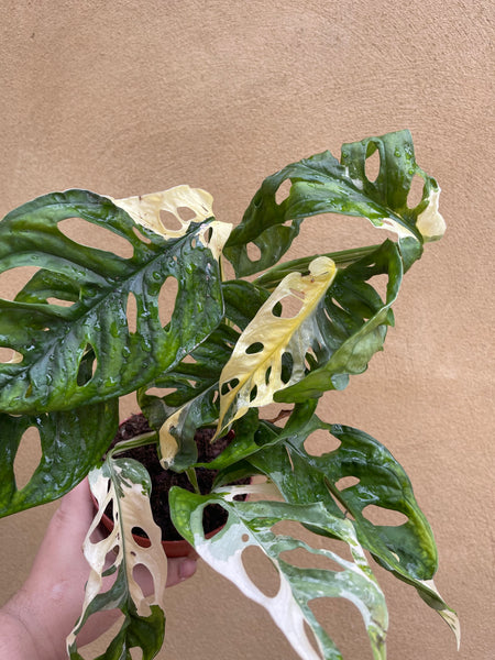 Variegated Monstera Adansonii plant 1 leaf cutting small aerial root -This cutting selected randomly from the plant shown in the picture - Parijat Plant 