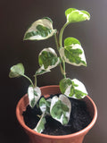 BUY 2 GET 1 Free Epipremnum Aureum ('N JOY') , NJoy live plant , - Parijat Plant  -	good luck plant - houseplant -plant -indoor plant - succulent plant - plant decor 