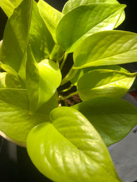 Buy 2 get 1 free Neon pothos -Devil's ivy plant for sale - Air purifier - houseplant - 10cm potted plant - Parijat Plant 
