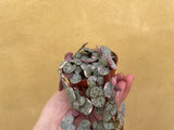 variegated string of heart plant - pink variegated -variegated string of heart plant in a tiny 8cm pot - Parijat Plant 
