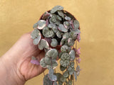 variegated string of heart plant - pink variegated -variegated string of heart plant in a tiny 8cm pot - Parijat Plant 