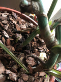 Monstera deliciosa 'Variegata'  albo 1 leaf cutting with aerial root - This cutting selected randomly from the plant shown in the picture - Parijat Plant 