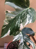 Monstera deliciosa 'Variegata'  albo 1 leaf cutting with aerial root - This cutting selected randomly from the plant shown in the picture - Parijat Plant 