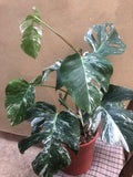 Monstera deliciosa 'Variegata'  albo 1 leaf cutting with aerial root - This cutting selected randomly from the plant shown in the picture - Parijat Plant 