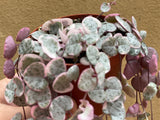 parijatplant