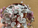 parijatplant
