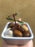 Jade plant in a 5cm Ceramic Pot  - Jade plant in a ceramic planter - money plant - good luck plant - Crassula ovata - Parijat Plant 