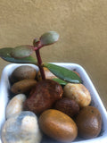 Jade plant in a 5cm Ceramic Pot  - Jade plant in a ceramic planter - money plant - good luck plant - Crassula ovata - Parijat Plant 