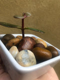 Jade plant in a 5cm Ceramic Pot  - Jade plant in a ceramic planter - money plant - good luck plant - Crassula ovata - Parijat Plant 