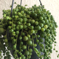 String of pearl plant in a tiny 6cm pot - string of pearl - potted plant - senecio rowleyanus - Parijat Plant 