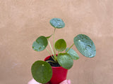 Pilea Peperomoides plant