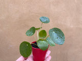 Pilea Peperomoides plant
