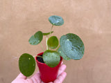 Pilea Peperomoides plant