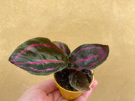 Calathea Roseopicta Illustrio plant  -houseplant -plant -indoor plant - succulent plant - plant decor  - parijat plant - pet safe plant