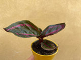 Calathea Roseopicta Illustrio plant